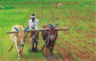 कृषि से बड़ी देश की 4.8 फीसदी विकास दर